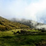 Laurisilva-Wald auf Madeira