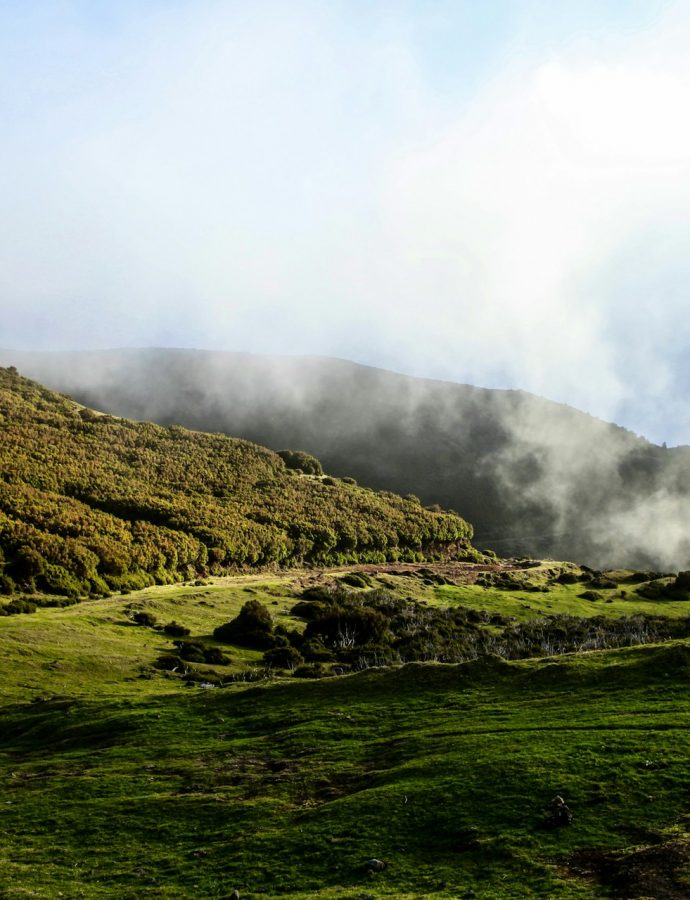 Der Zauber des Laurisilva-Wald auf Madeira