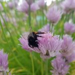 Bio-Hobbygarten, nachhaltiges Gärtnern, biologischer Gartenbau, naturnahe Gartengestaltung