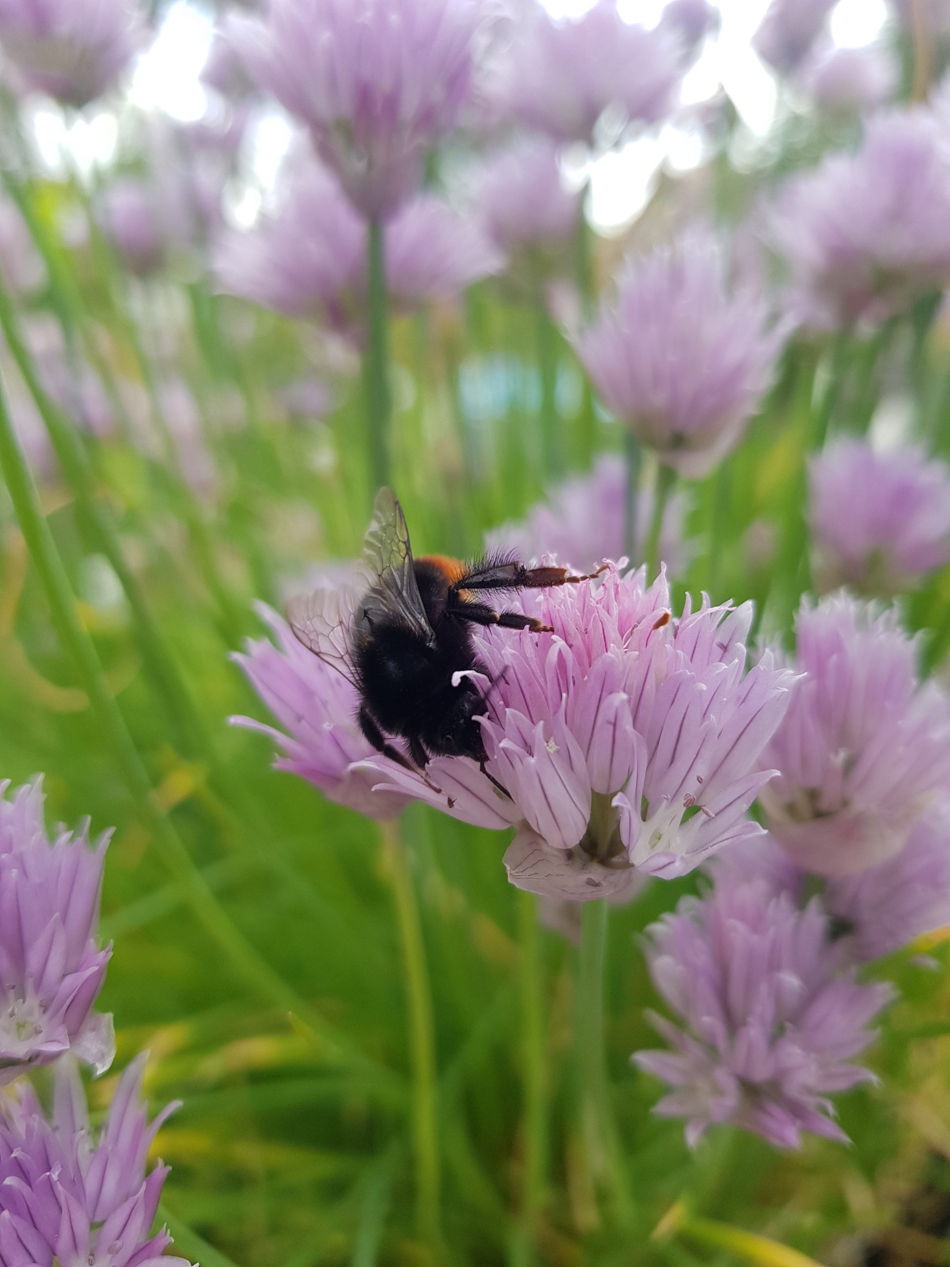 Bio-Hobbygarten, nachhaltiges Gärtnern, biologischer Gartenbau, naturnahe Gartengestaltung