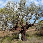 Kork aus Portugal, Nachhaltigkeit Korkproduktion, Korkverwendung, Korkindustrie Portugal