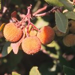 Medronho, traditioneller Obstschnaps, Erdbeerbaumfrucht, Algarve