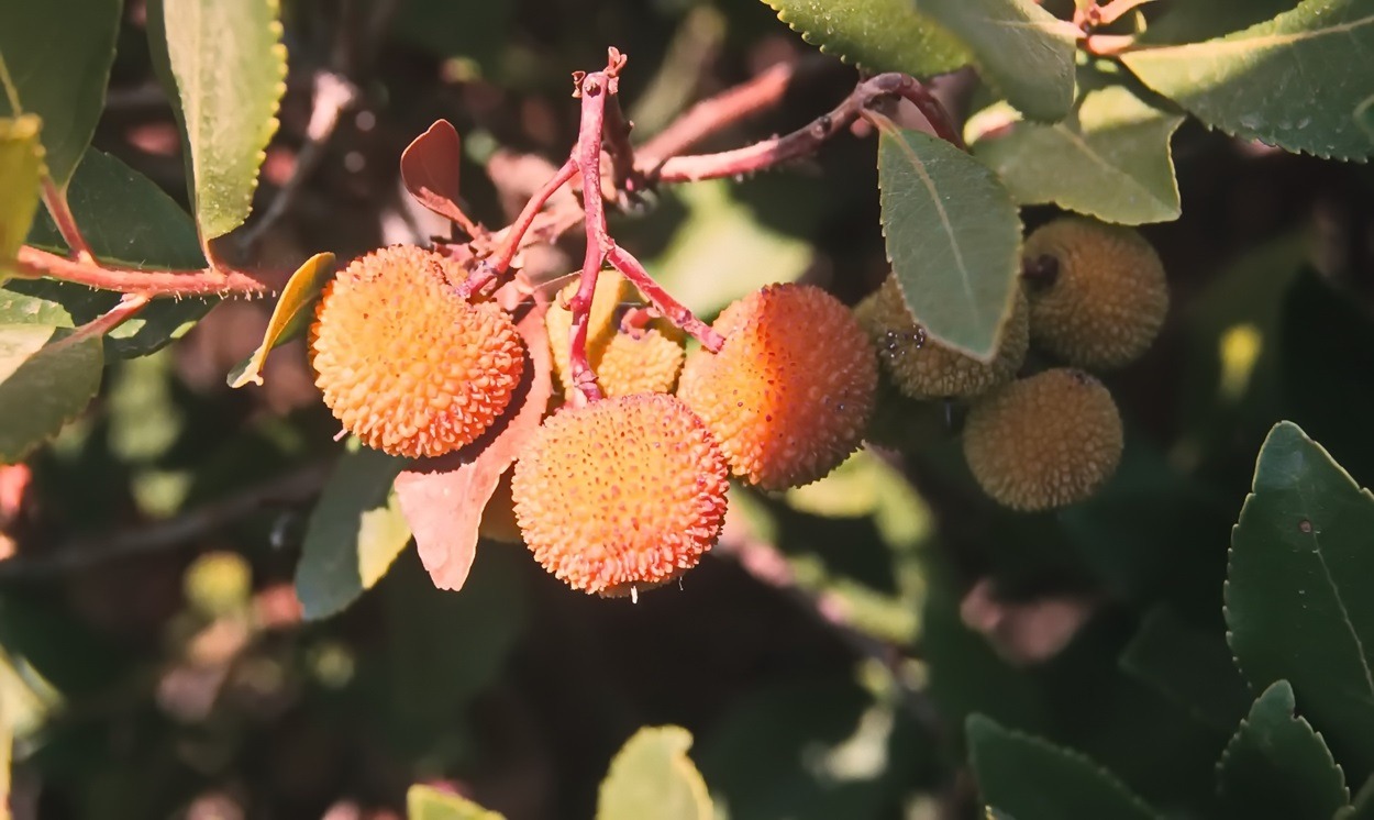 Medronho, traditioneller Obstschnaps, Erdbeerbaumfrucht, Algarve